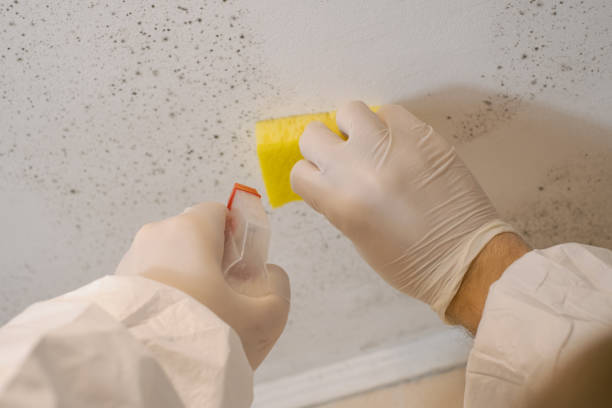 Best Mold Remediation for Healthcare Facilities  in USA